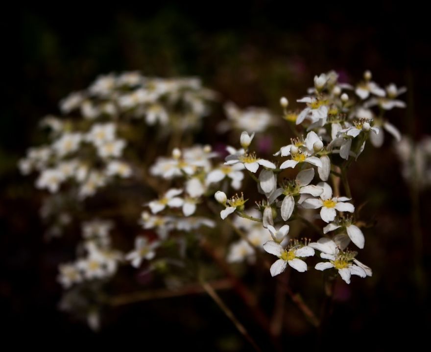Sharing Beautiful Macro Flowers