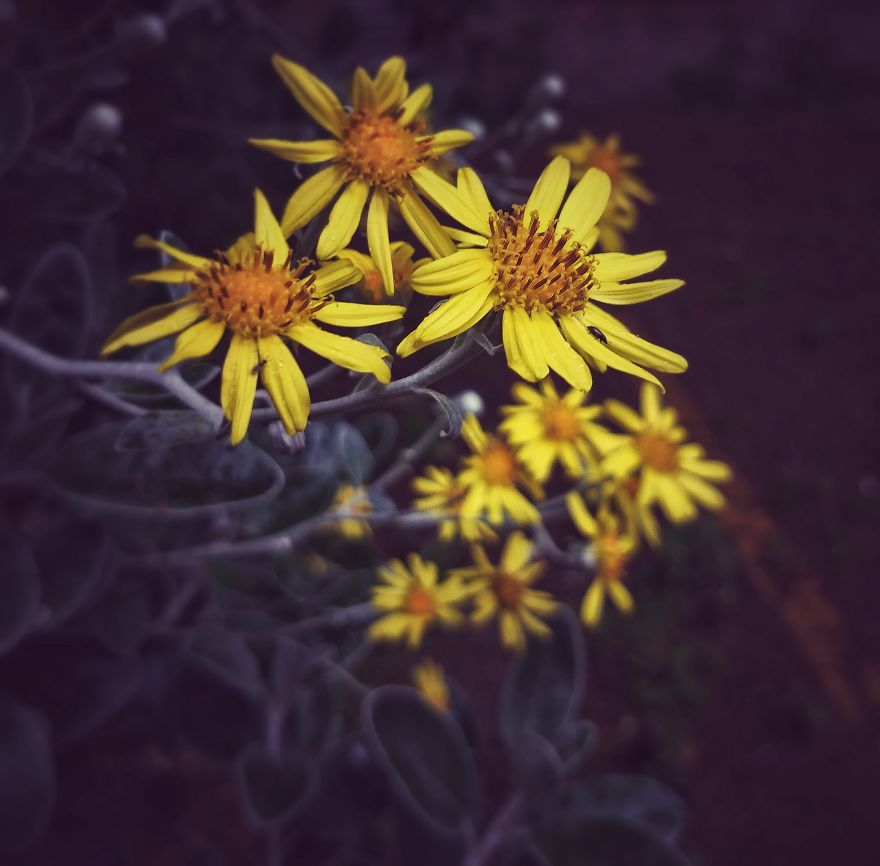 Sharing Beautiful Macro Flowers