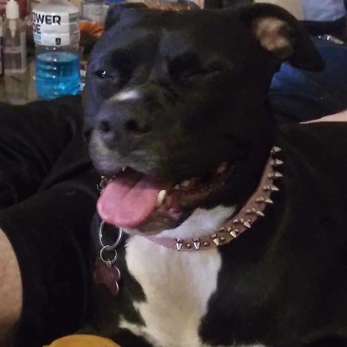 She Is The Funniest Dog Ive Ever Seen.