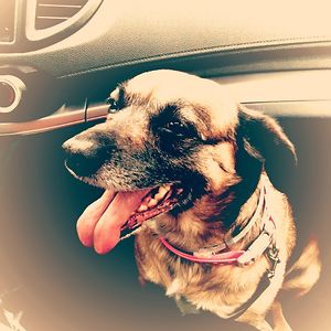 dancealexa442 avatar