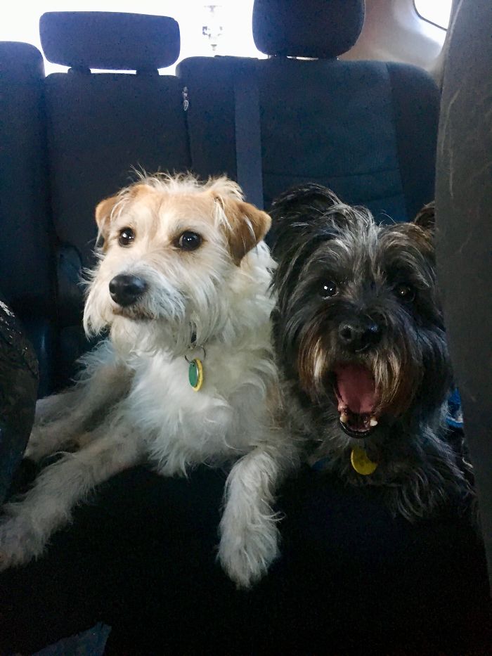 Henry On The Right Looks Like He's Constipated And Tully On The Left Looks Like Someone Just Ate Her Treat!