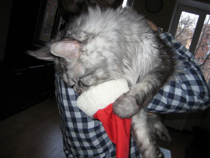 My Cat Looks Like He's Puking In A Santa's Hat