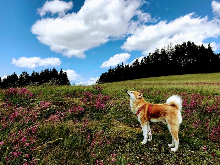 Hiking With An Akita Inu