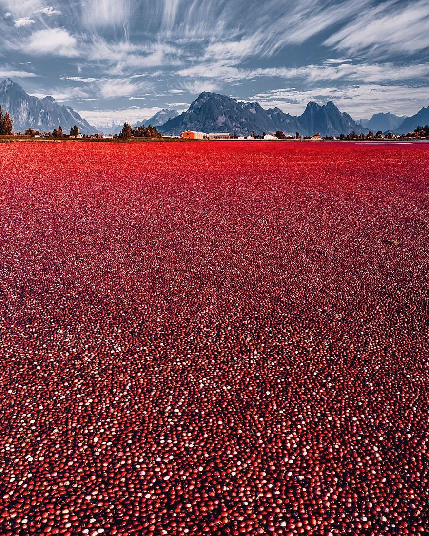 Strange Red Field Near Vancouver Strange Red Field Near Vancouver