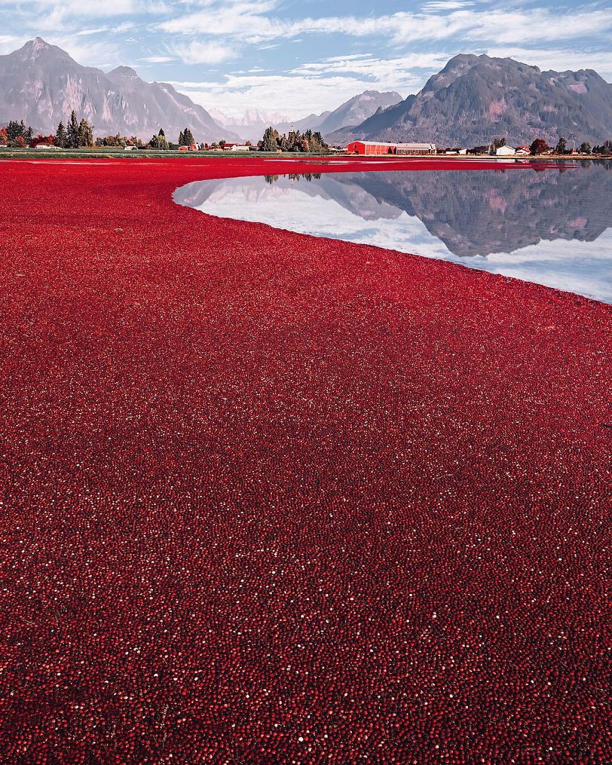 Strange Red Field Near Vancouver Strange Red Field Near Vancouver
