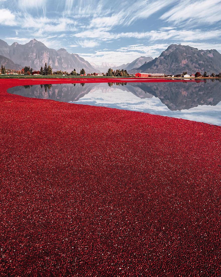 Strange Red Field Near Vancouver Strange Red Field Near Vancouver