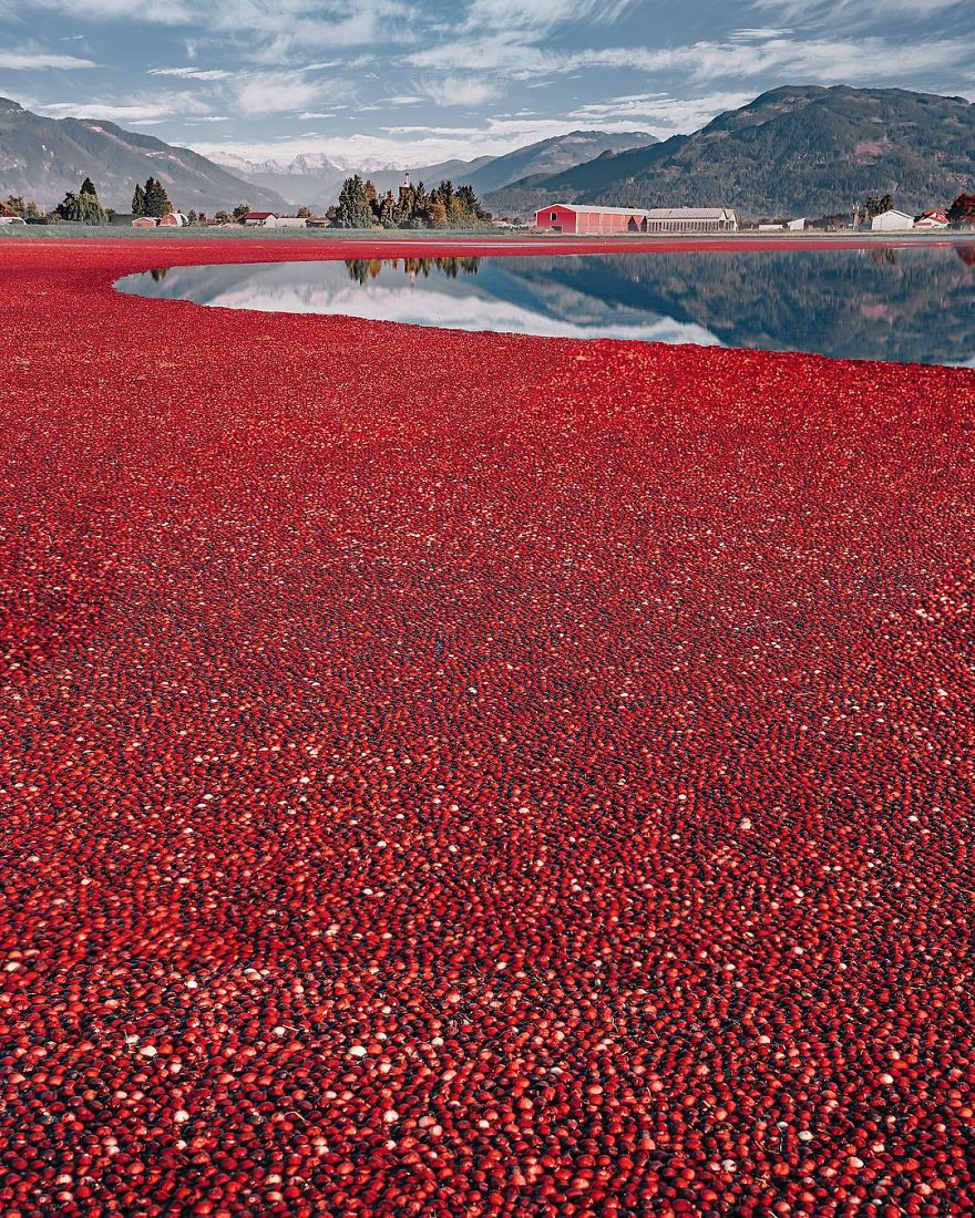 Strange Red Field Near Vancouver Strange Red Field Near Vancouver