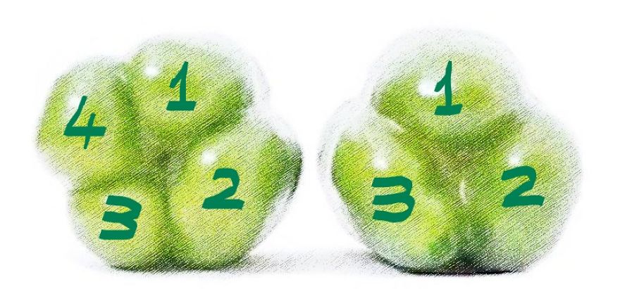 Is It True That Peppers Have Gender?