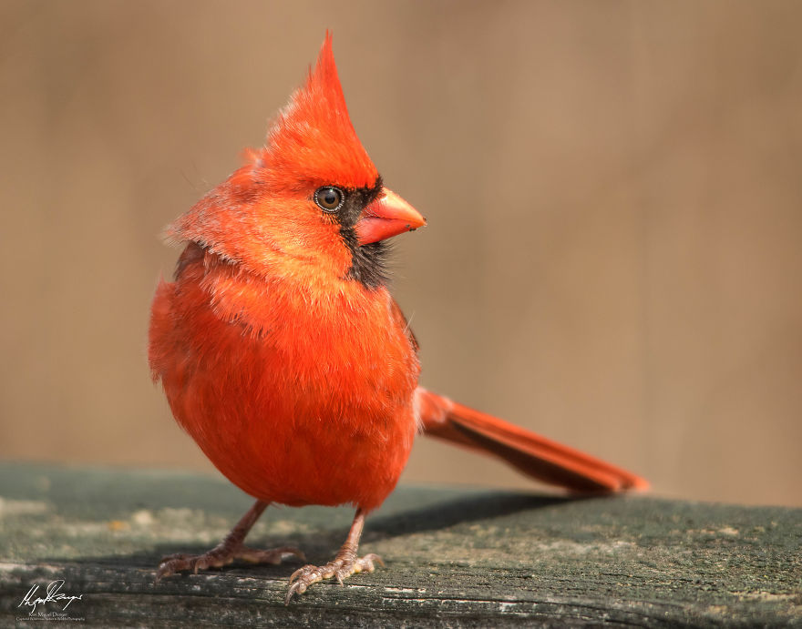 Northern Cardinal