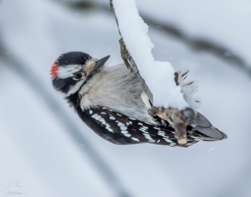 Downy Woodpecker