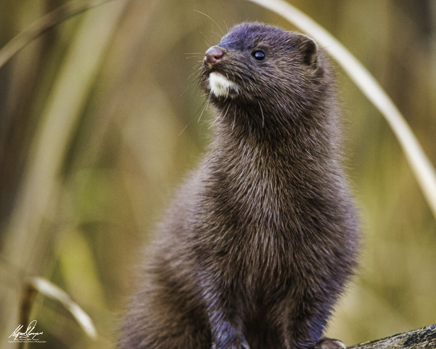 American Mink