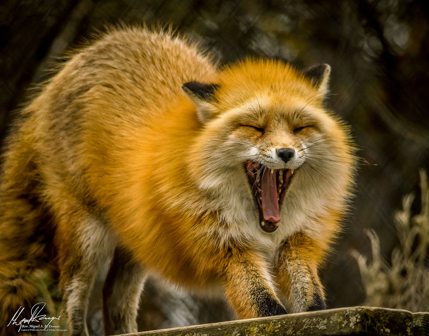 Red Fox Yawning