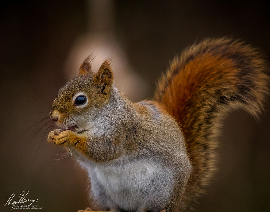 American Red Squirrel