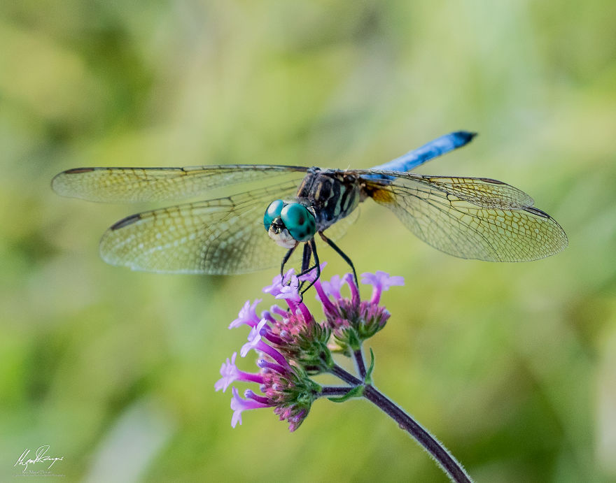 Blue Dasher Dragonfly