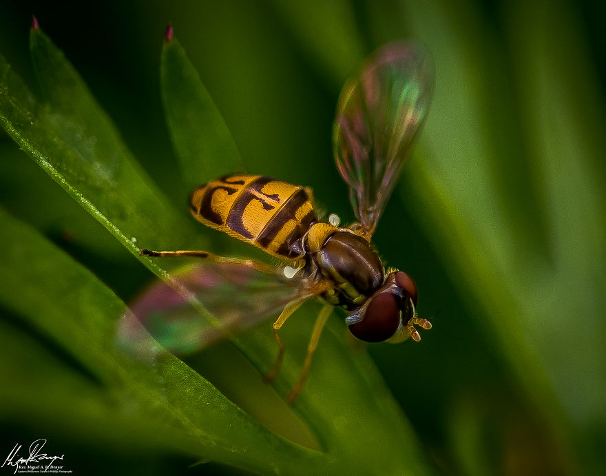Syrphid Fly