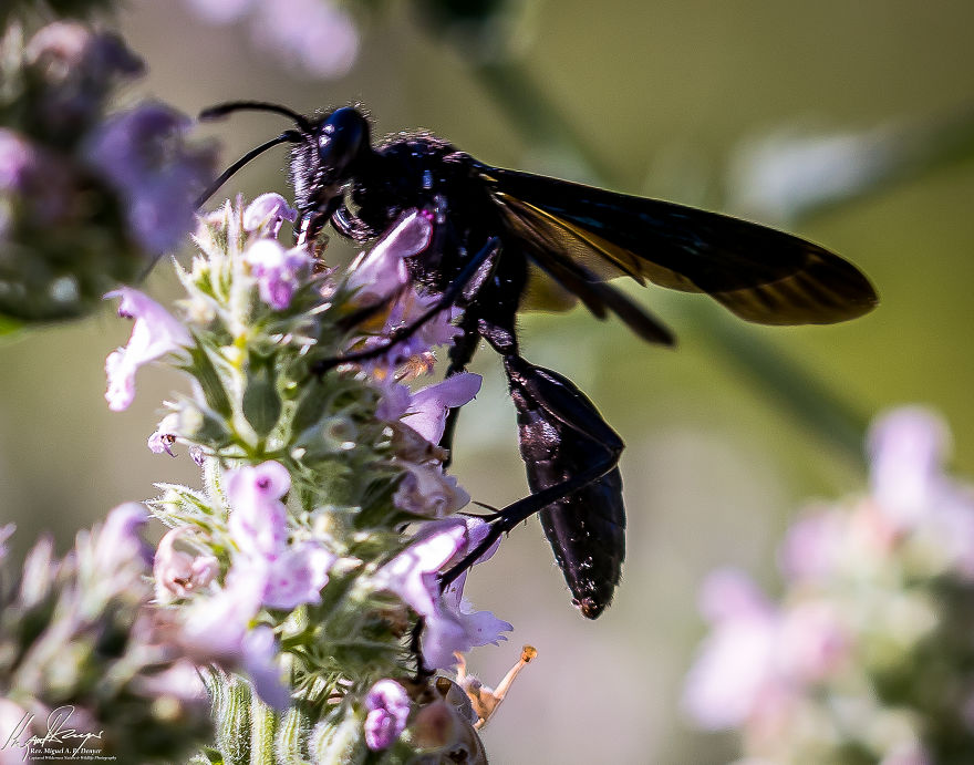 Blue Grass-Carrying Wasp