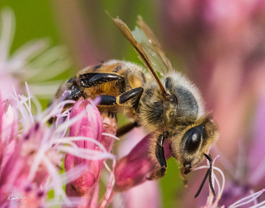 European Woolcarder Bee