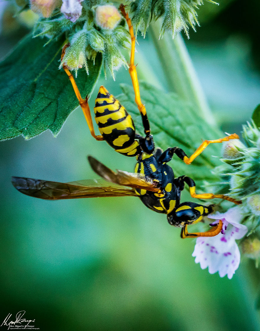 European Paper Wasp