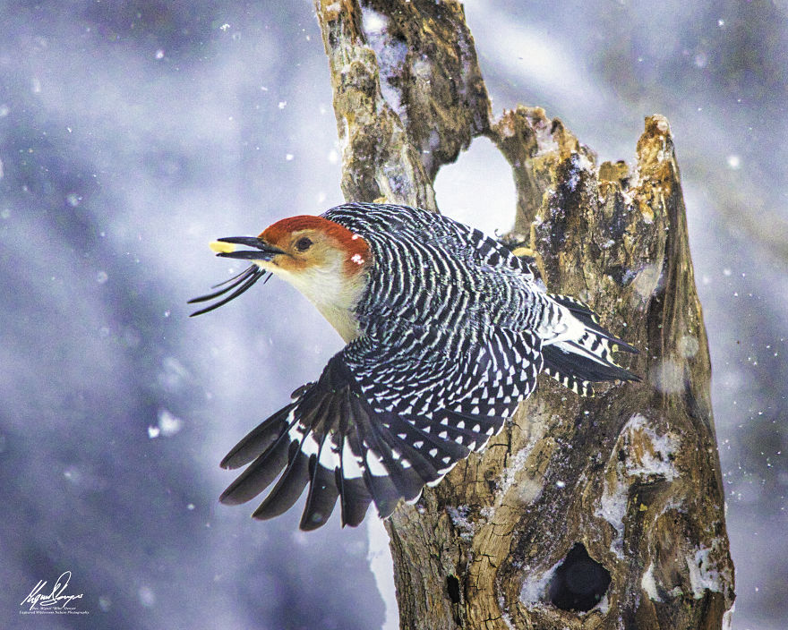 Red-Bellied Woodpecker In Flight