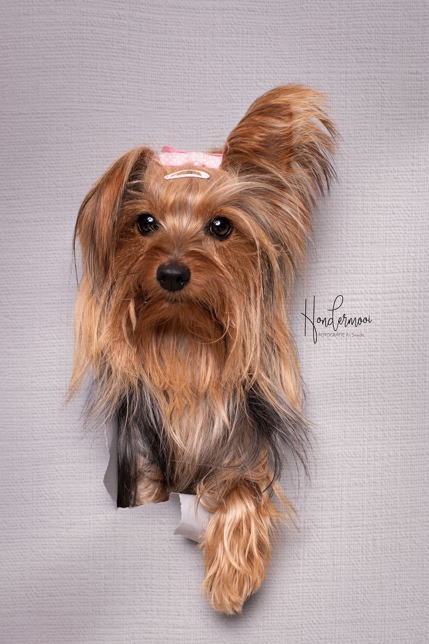 I Took Pictures Of Dogs Before They Nearly Destroyed My Studio