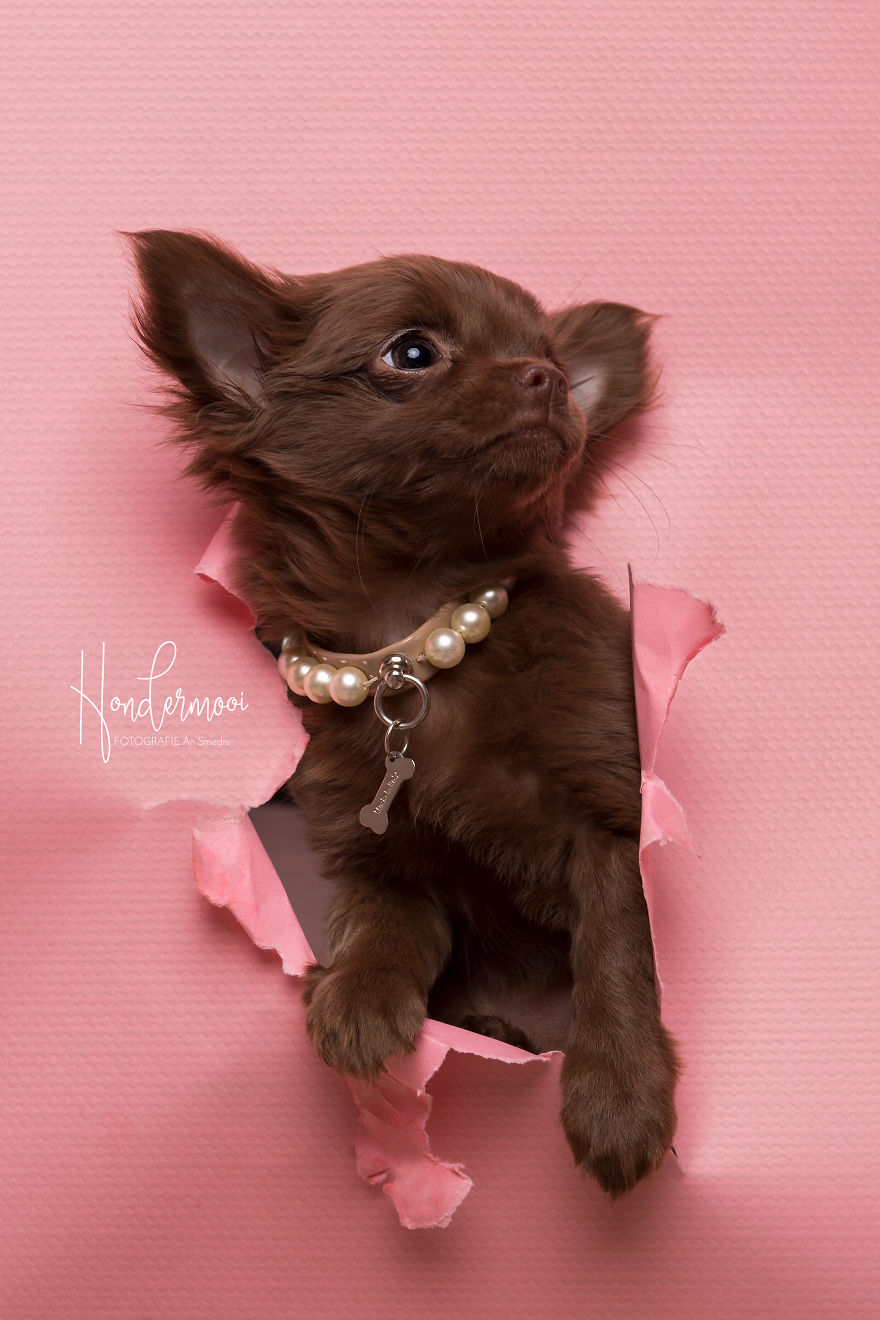 I Took Pictures Of Dogs Before They Nearly Destroyed My Studio