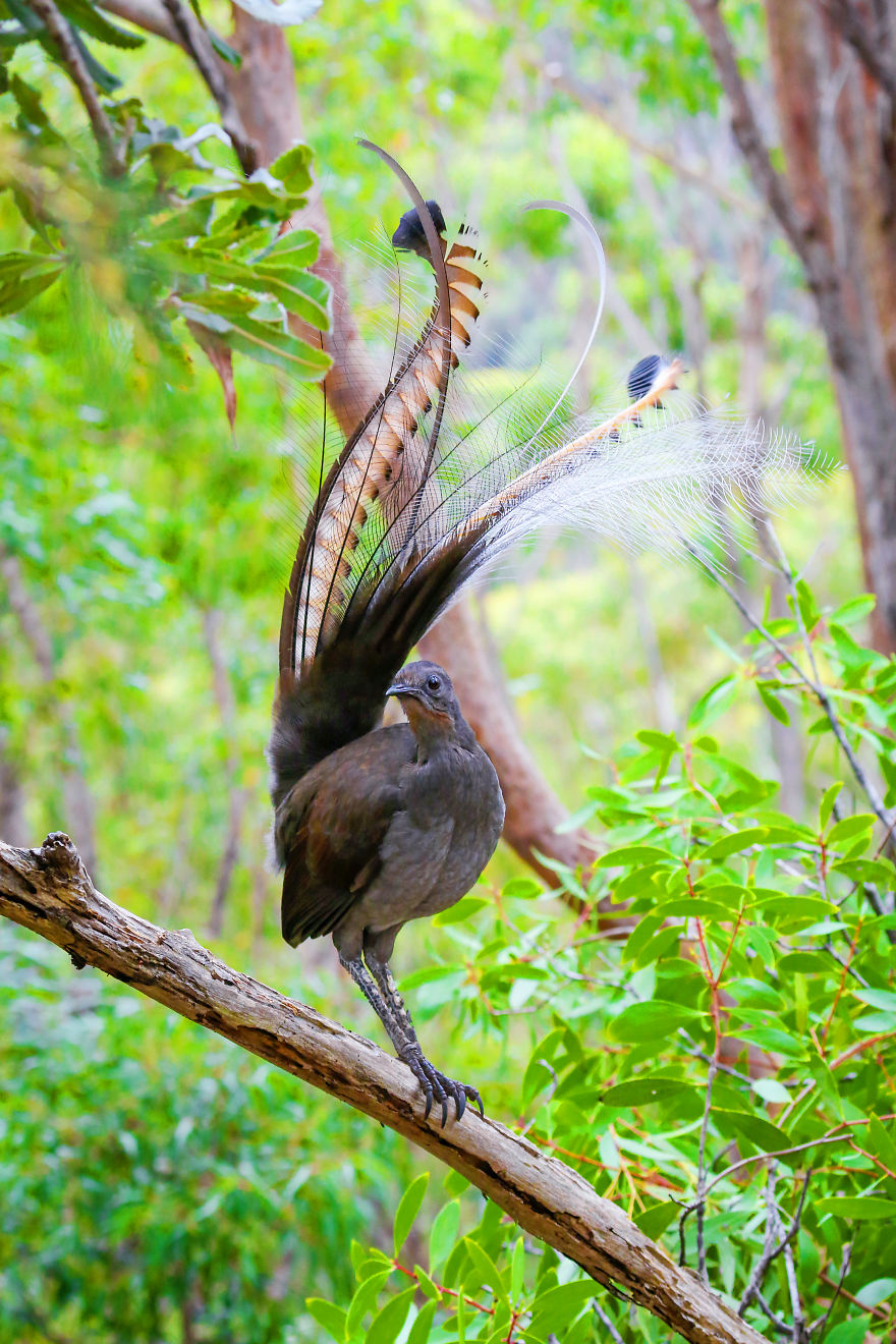 I Photographed The Best Copycat Bird In The World, Lyrebird I Photographed The Best Copycat Bird In The World, Lyrebird
