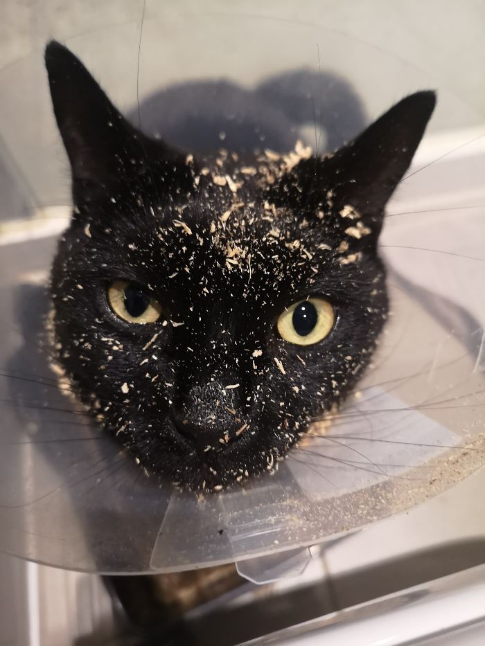 Couldn't Quite Work The Litter Tray With Her Cone...