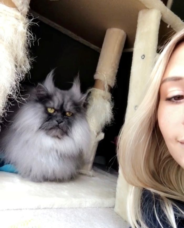 Meet Juno, The Cat With Better Hair Than All Of Us