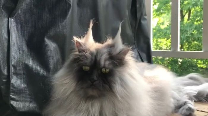 Meet Juno, The Cat With Better Hair Than All Of Us Meet Juno, The Cat With Better Hair Than All Of Us