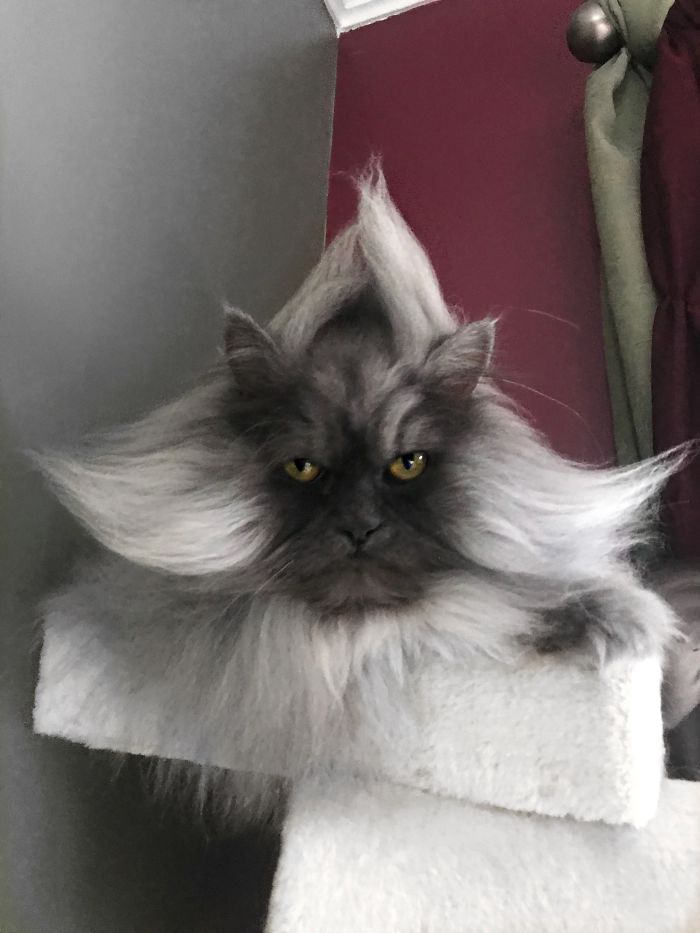 Meet Juno, The Cat With Better Hair Than All Of Us Meet Juno, The Cat With Better Hair Than All Of Us