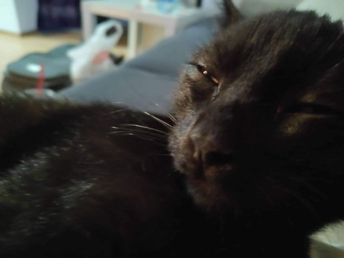 Usually Quite Cute Tomcat