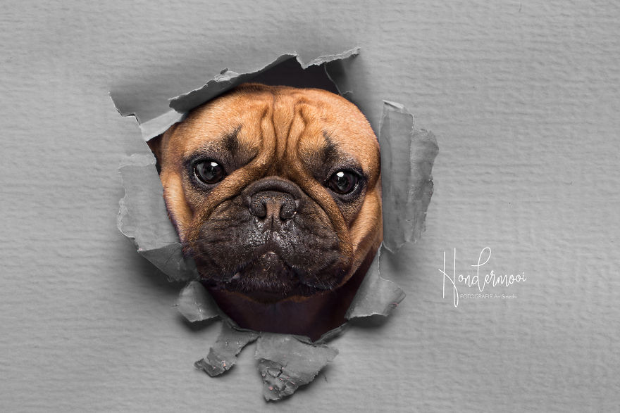 I Took Pictures Of Dogs Before They Nearly Destroyed My Studio