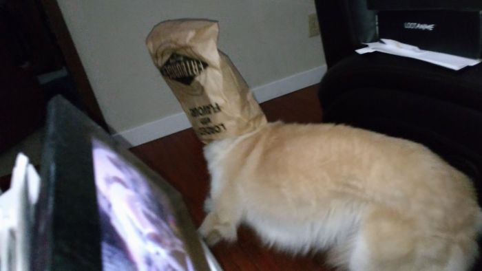 She Saw The Empty Bag, She Smelled The Sweet Sweet Ghost Of Burger Fumes - She Took Her Chance! Not Be Able To See Was Not Going To Stop Her From Tromping 'Round The Living Room Whilst Attempting To Lick Fried Oil From The Bottom Of The Bag! Who Do You Think She Is? She... Is...machi, And She Is Loaded With Flavor.