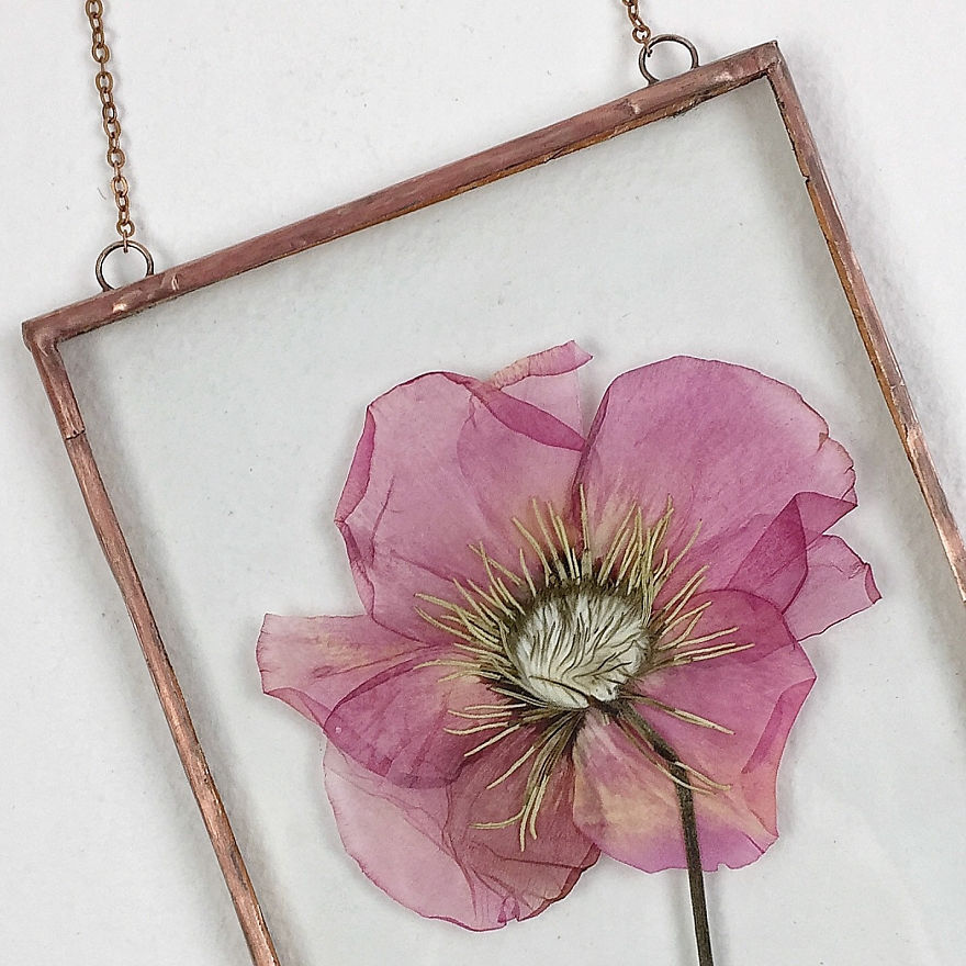 I Quit My Job To Follow My Passion Of Delicate Framed Herbariums I Quit My Job To Follow My Passion Of Delicate Framed Herbariums