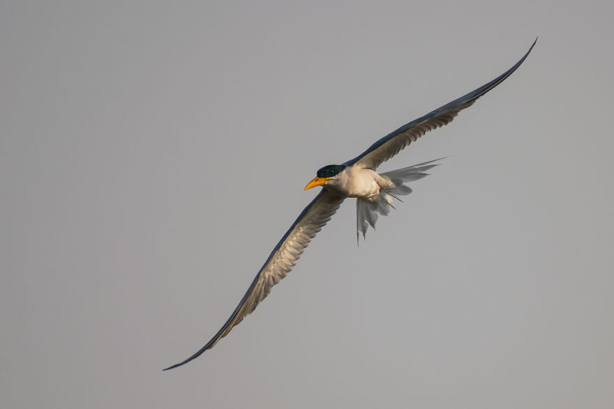 Birds Of Bhigwan – In Breeding Plumage Birds Of Bhigwan – In Breeding Plumage