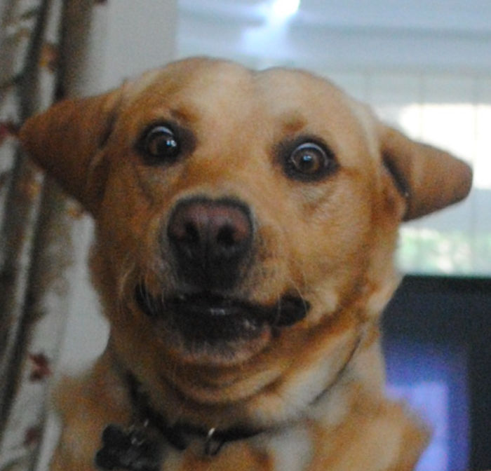 He Is So Expressive I Think He Is A Human Who Has Been Turned Into A Dog