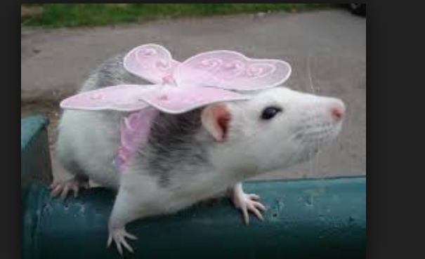 15 Reasons To Adopt A Pet Rat