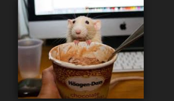 15 Reasons To Adopt A Pet Rat 15 Reasons To Adopt A Pet Rat