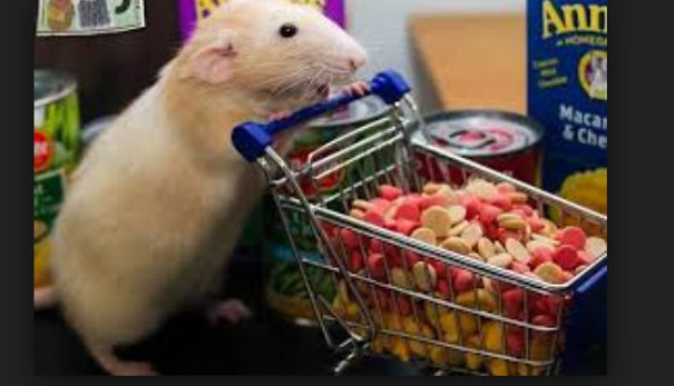 15 Reasons To Adopt A Pet Rat 15 Reasons To Adopt A Pet Rat