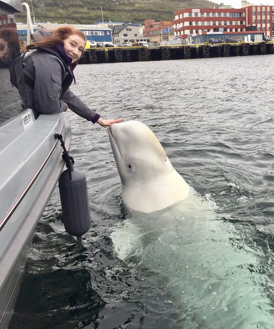 I Wrote This Story On Behalf Of "Hvaldimir" - The Tame Beluga Whale That Was Freed From A Tight Harness. Now Taken Care Of By The Norwegian Orca Survey And The Local Community Of Hammerfest, Norway I Wrote This Story On Behalf Of "Hvaldimir" - The Tame Beluga Whale That Was Freed From A Tight Harness. Now Taken Care Of By The Norwegian Orca Survey And The Local Community Of Hammerfest, Norway
