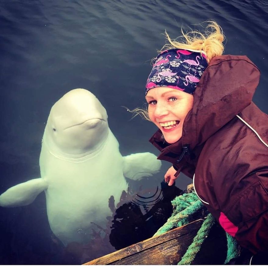 I Wrote This Story On Behalf Of "Hvaldimir" - The Tame Beluga Whale That Was Freed From A Tight Harness. Now Taken Care Of By The Norwegian Orca Survey And The Local Community Of Hammerfest, Norway I Wrote This Story On Behalf Of "Hvaldimir" - The Tame Beluga Whale That Was Freed From A Tight Harness. Now Taken Care Of By The Norwegian Orca Survey And The Local Community Of Hammerfest, Norway