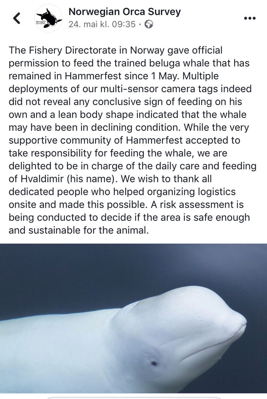 I Wrote This Story On Behalf Of "Hvaldimir" - The Tame Beluga Whale That Was Freed From A Tight Harness. Now Taken Care Of By The Norwegian Orca Survey And The Local Community Of Hammerfest, Norway I Wrote This Story On Behalf Of "Hvaldimir" - The Tame Beluga Whale That Was Freed From A Tight Harness. Now Taken Care Of By The Norwegian Orca Survey And The Local Community Of Hammerfest, Norway
