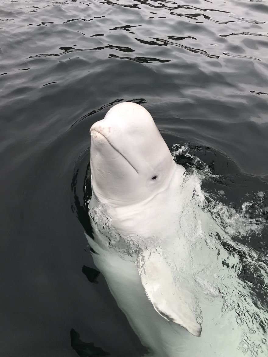 I Wrote This Story On Behalf Of "Hvaldimir" - The Tame Beluga Whale That Was Freed From A Tight Harness. Now Taken Care Of By The Norwegian Orca Survey And The Local Community Of Hammerfest, Norway I Wrote This Story On Behalf Of "Hvaldimir" - The Tame Beluga Whale That Was Freed From A Tight Harness. Now Taken Care Of By The Norwegian Orca Survey And The Local Community Of Hammerfest, Norway