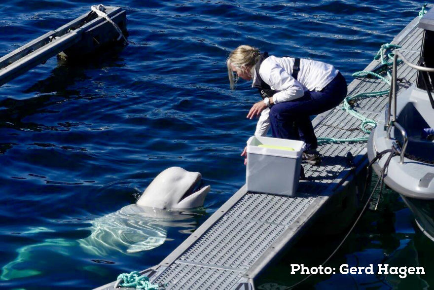 I Wrote This Story On Behalf Of "Hvaldimir" - The Tame Beluga Whale That Was Freed From A Tight Harness. Now Taken Care Of By The Norwegian Orca Survey And The Local Community Of Hammerfest, Norway I Wrote This Story On Behalf Of "Hvaldimir" - The Tame Beluga Whale That Was Freed From A Tight Harness. Now Taken Care Of By The Norwegian Orca Survey And The Local Community Of Hammerfest, Norway