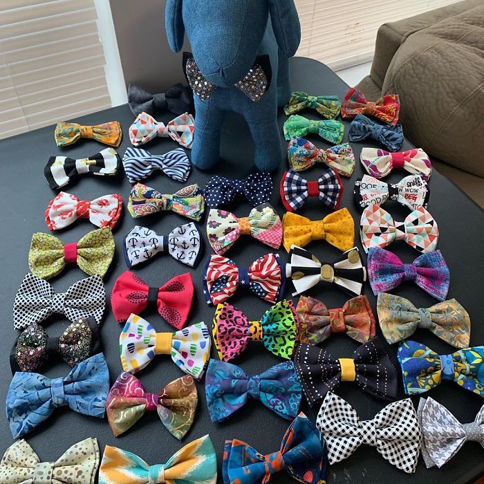 12-Year-Old Kid Makes Shelter Cats And Dogs Stylish Bow Ties To Help Them Find A Home