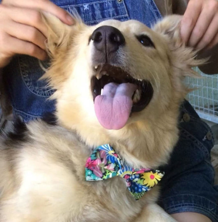 12-Year-Old Kid Makes Shelter Cats And Dogs Stylish Bow Ties To Help Them Find A Home 12-Year-Old Kid Makes Shelter Cats And Dogs Stylish Bow Ties To Help Them Find A Home