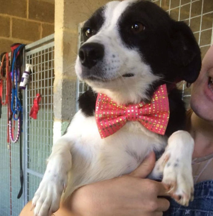 12-Year-Old Kid Makes Shelter Cats And Dogs Stylish Bow Ties To Help Them Find A Home