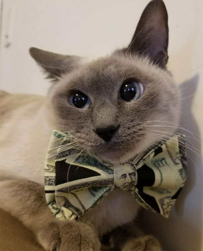 12-Year-Old Kid Makes Shelter Cats And Dogs Stylish Bow Ties To Help Them Find A Home