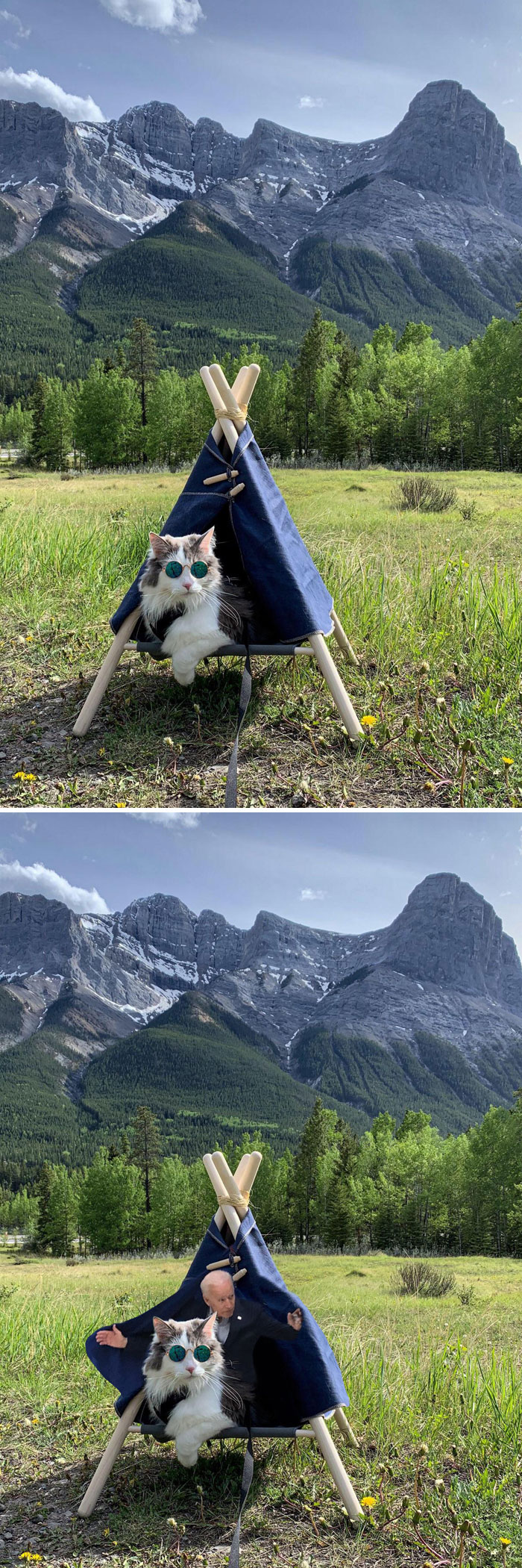 This Cat In A Tent With Sunglasses