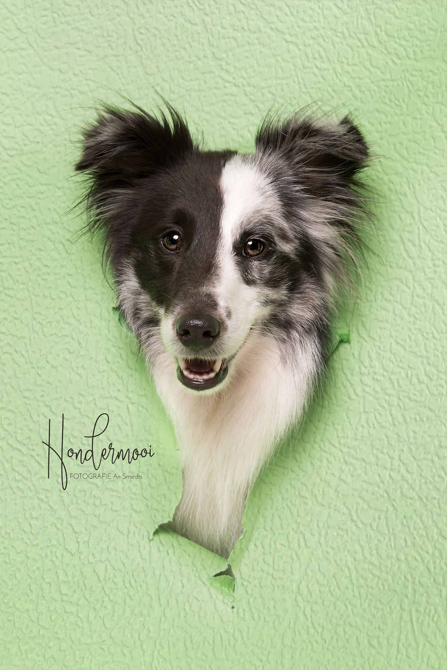 I Took Pictures Of Dogs Before They Nearly Destroyed My Studio